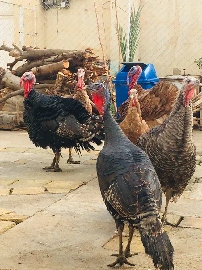 بوقلمون امریکایی|حیوانات مزرعه|اهواز, آریاشهر|دیوار