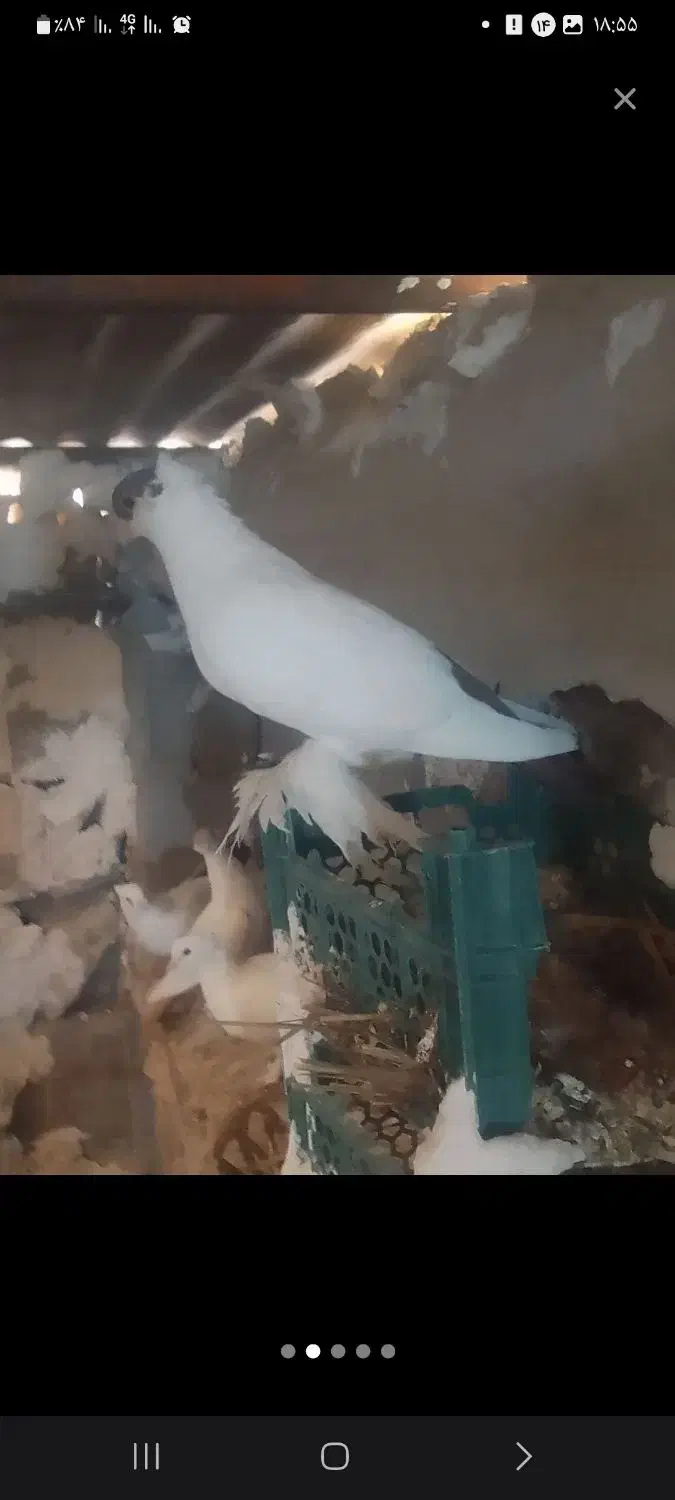 کبوتر هلمت (کله دمبی)|پرنده|لنده, |دیوار