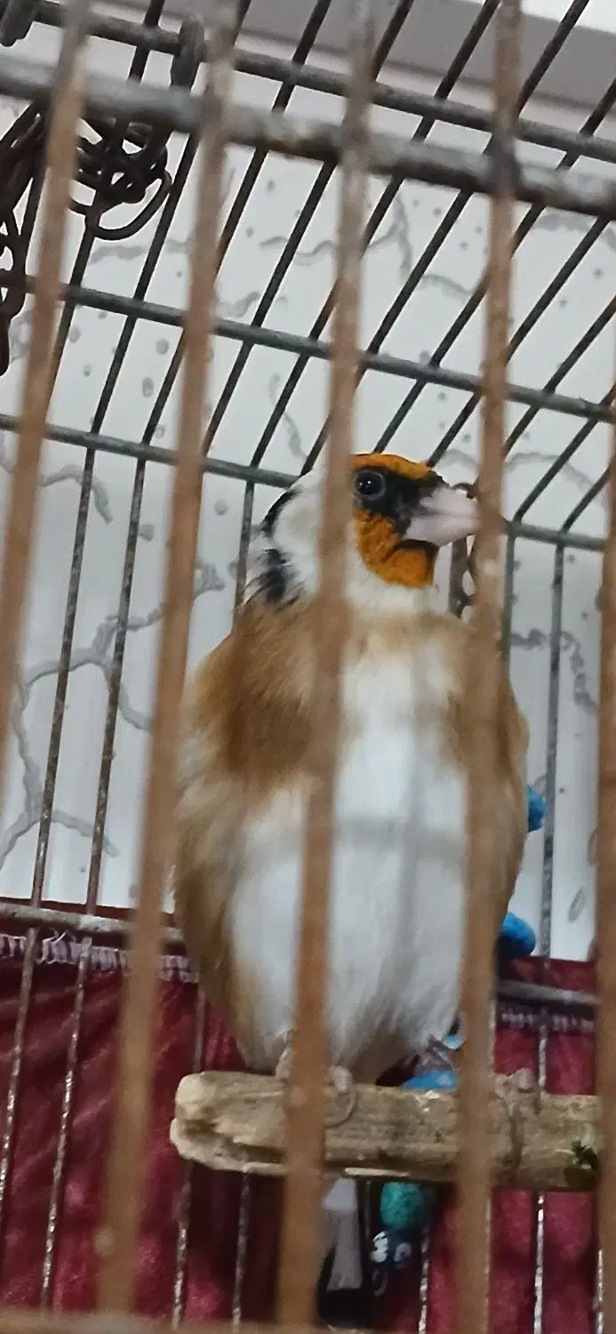 سهره نربخون|پرنده|پارس‌آباد, |دیوار