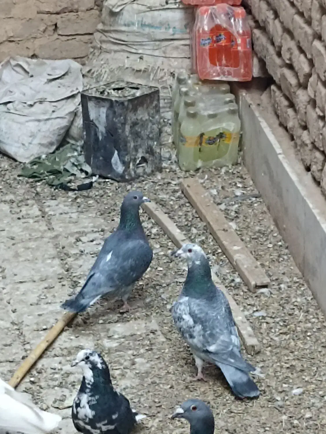 سار  سبز|پرنده|بردسکن, |دیوار