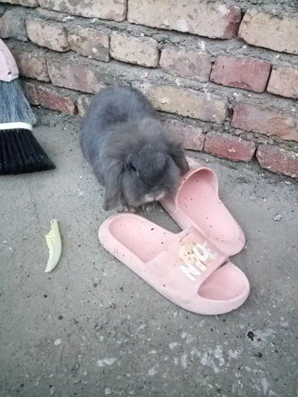 خرگوش خانگی|موش و خرگوش|پلدشت, |دیوار