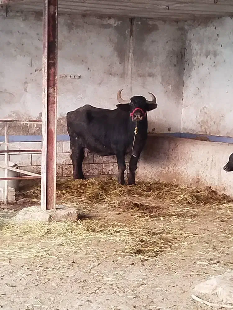 شوشترشعبیه روستای شیخ حسین|حیوانات مزرعه|شوشتر, |دیوار