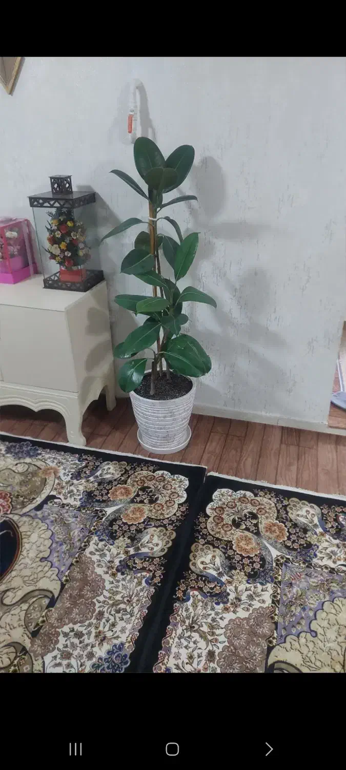 گل فیکوس|گل و گیاه طبیعی|نسیم‌شهر, |دیوار