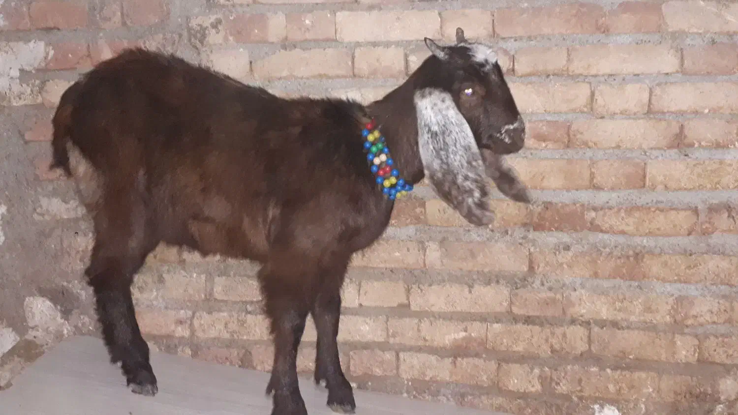 یک‌عدد‌بزعاله‌پاکستان|حیوانات مزرعه|اهر, |دیوار