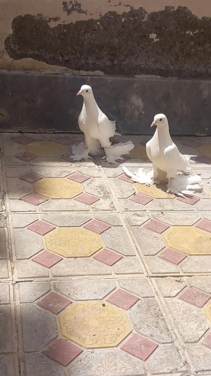 کبوتر|پرنده|اهر, |دیوار