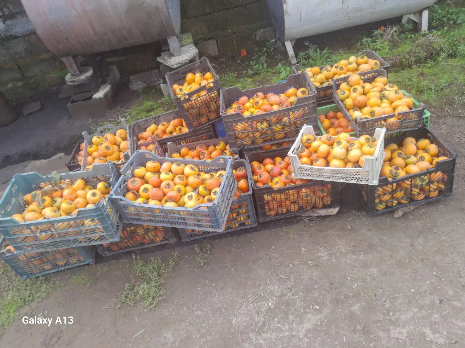 خرمالو|خوردنی و آشامیدنی|شلمان, |دیوار