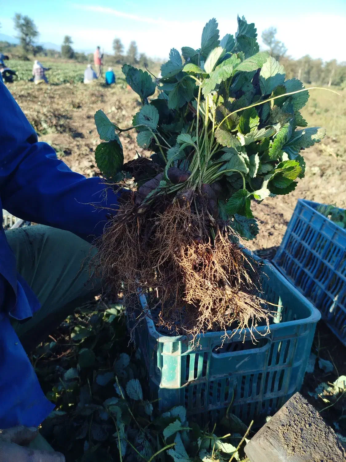 نهال توت فرنگی سابرینا|عمدهفروشی|دلند, |دیوار