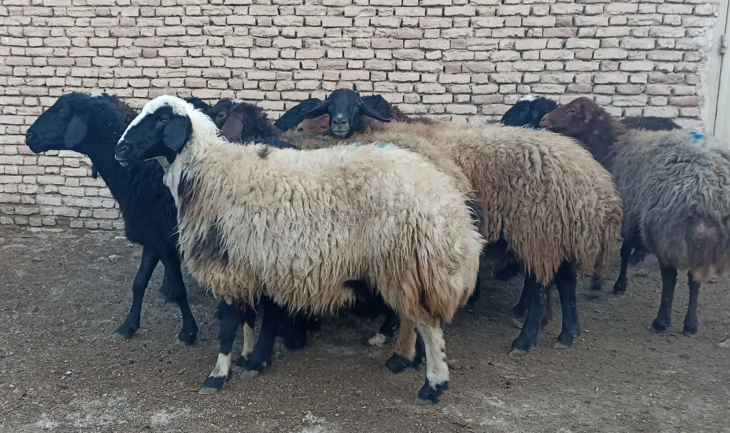 ۱۵راس میش و شیشک آبستن سنگین|حیوانات مزرعه|فلاورجان, |دیوار