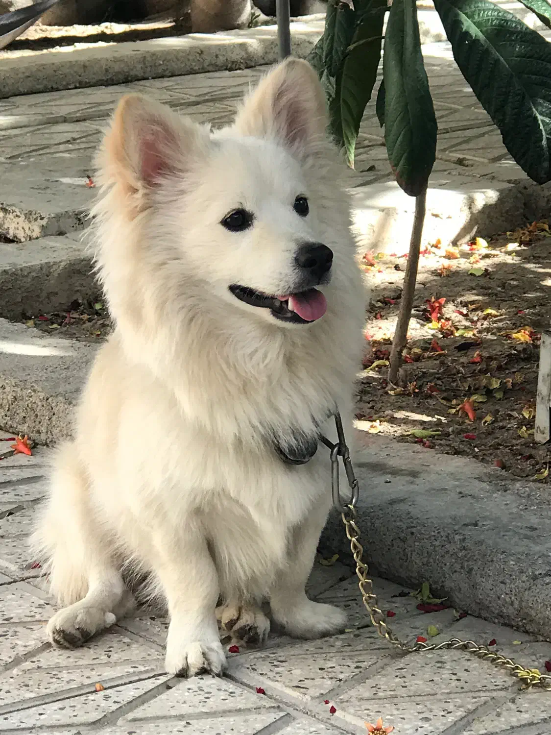 سگ میکس اشپیتز ژاپنی|سگ|لنجان, |دیوار
