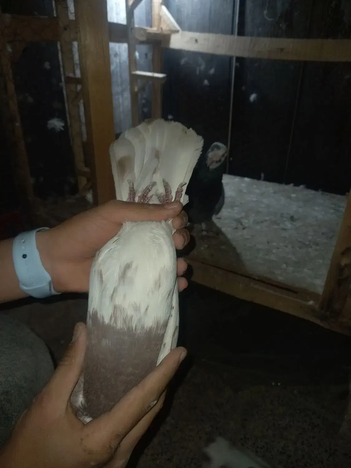 دوعددکبوترکله سرخ|پرنده|مشهد, مشکینی (شهرک غرب)|دیوار