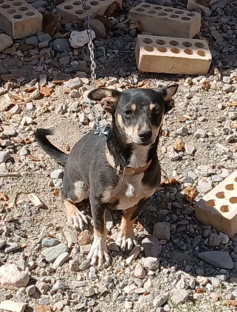 سگ پاپی ۱۰ ماهه|سگ|نصر آباد, |دیوار