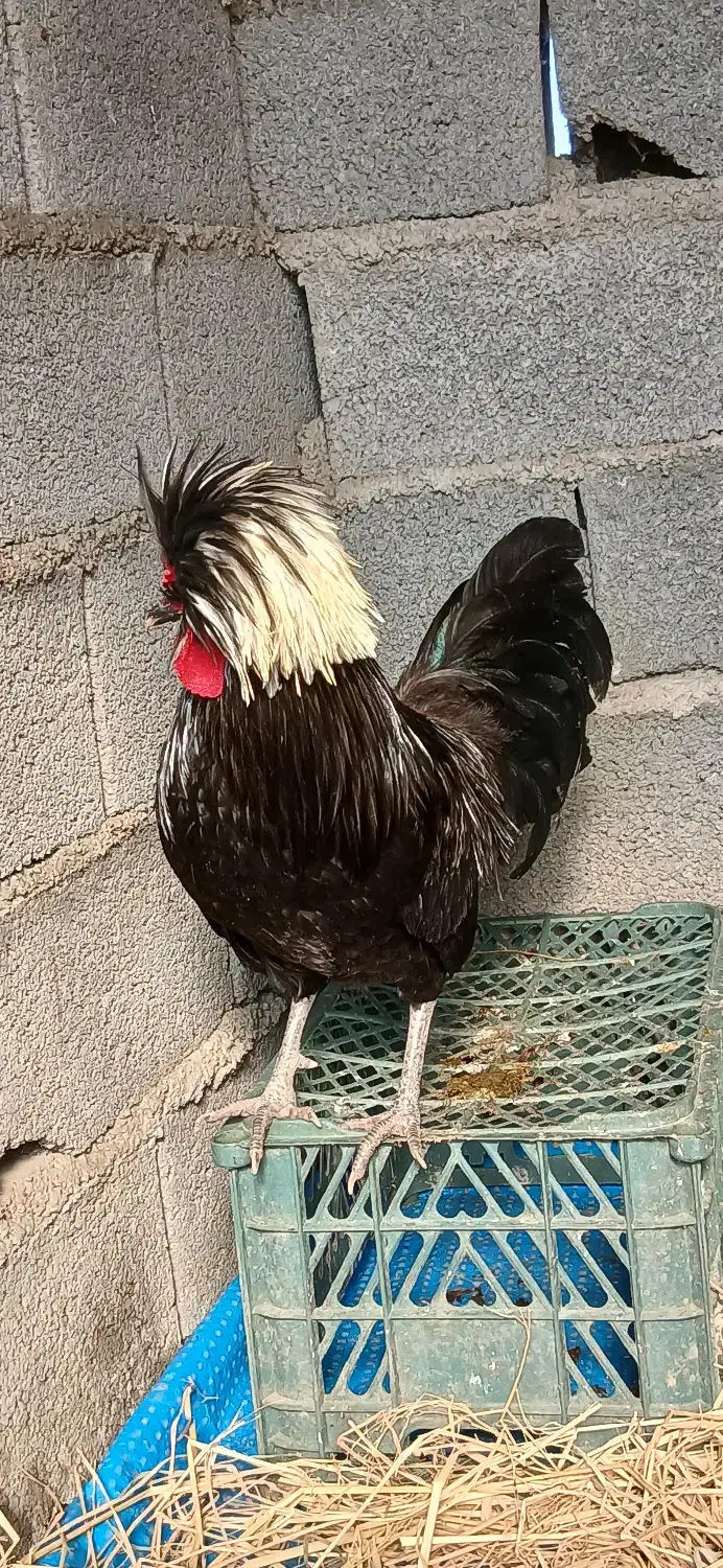 فروش مرغ و خروس لهستانی بسیار زیبا|حیوانات مزرعه|زرگرشهر, |دیوار