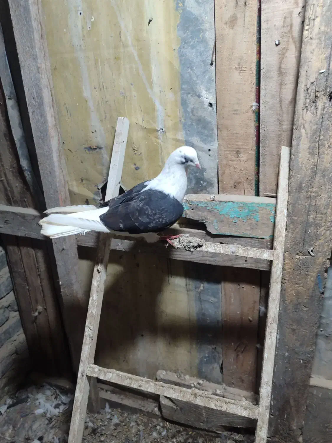 کبوتر|پرنده|بندر ترکمن, |دیوار