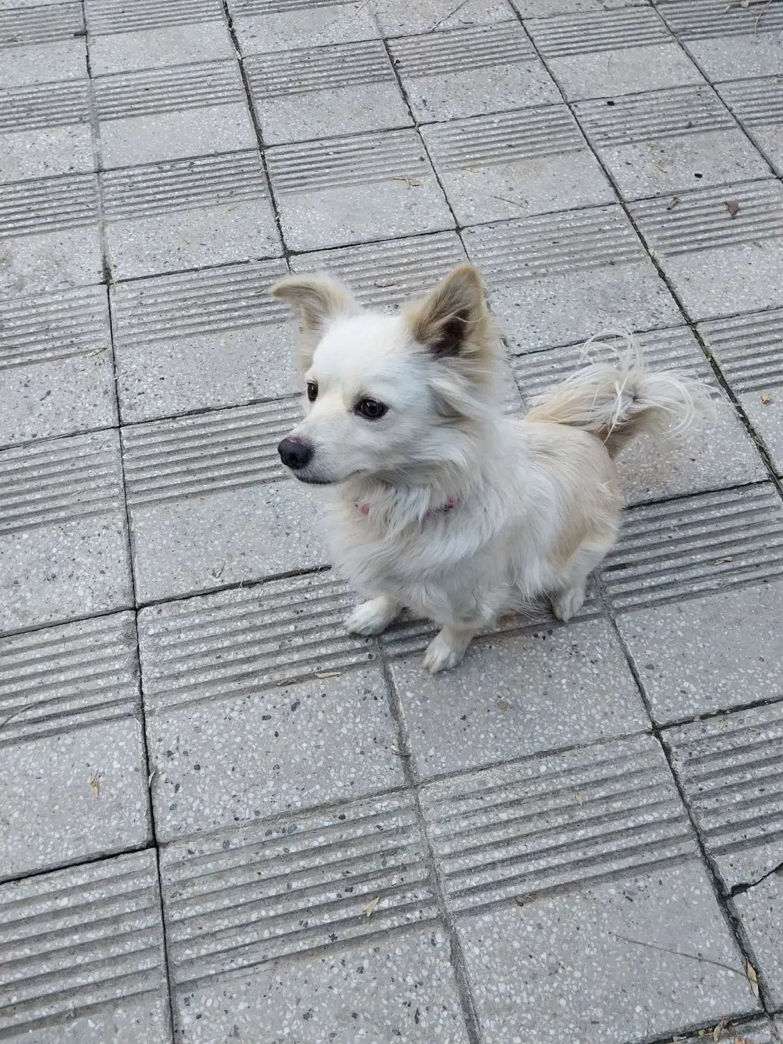 سگ اشپیتز|سگ|کرمانشاه, |دیوار