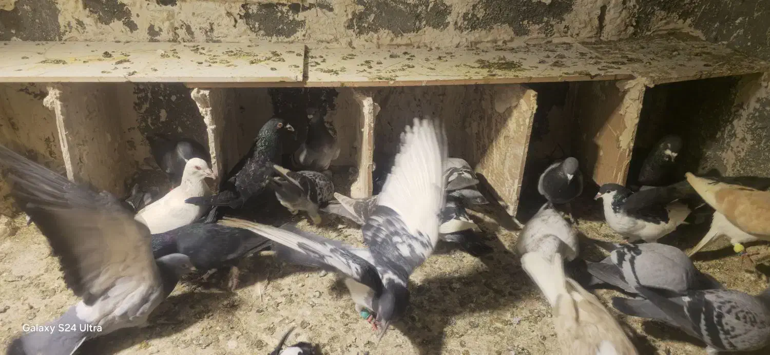 ۲۵ تا مخلوط|پرنده|مشهد, محمدآباد|دیوار