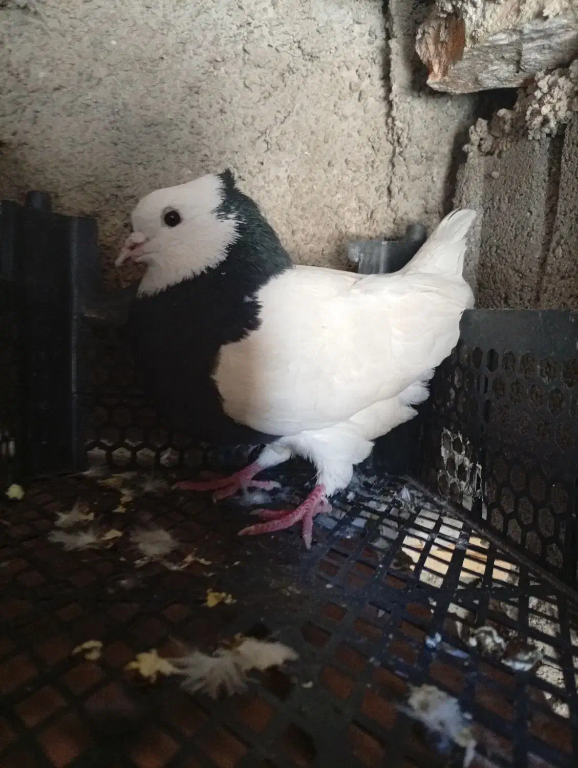 طوقی|پرنده|سپیدار, |دیوار