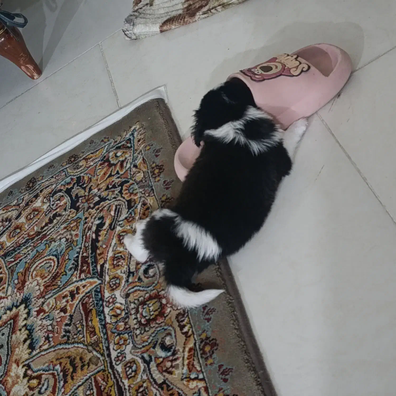 واگذاری هاپو جفتی۵ت|سگ|پردیس, فاز ۸|دیوار