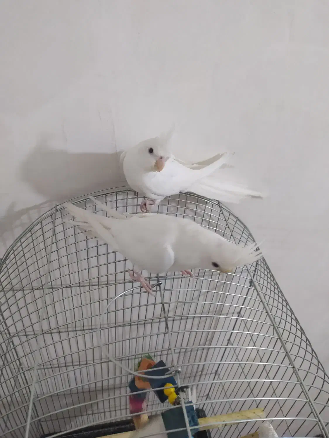 عروس هلندی البینو خالص چشم شرابی ۳ماهه|پرنده|نسیمشهر, |دیوار