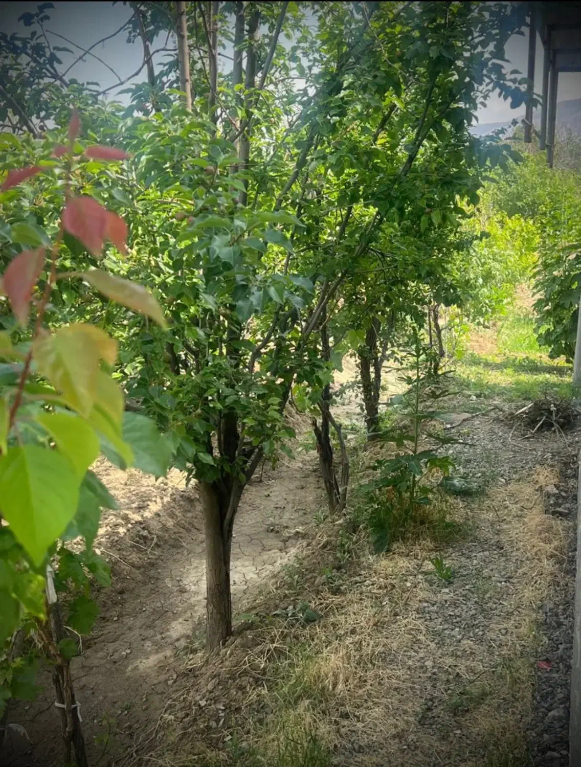 فروش باغ|فروش زمین و ملک کلنگی|انزل, |دیوار