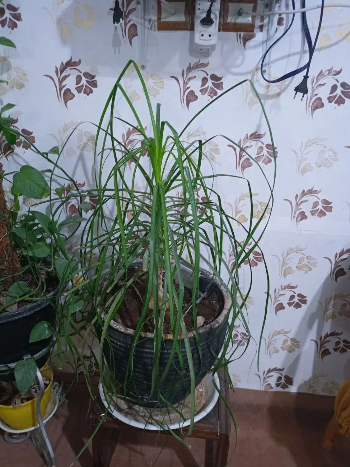 گل لیندا 1متری|گل و گیاه طبیعی|مشهد, شهید احمدی روشن|دیوار