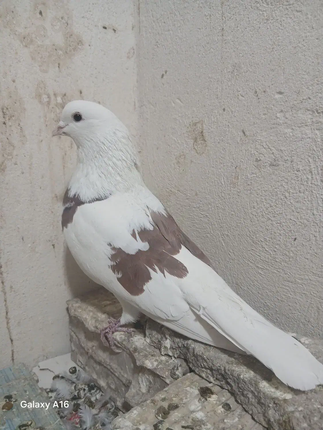 کبوتر شمرونی، ماهرو کاکلی|پرنده|کرج, حصارک بالا|دیوار