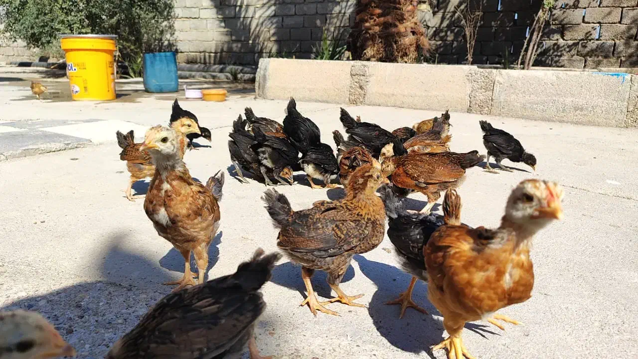 مرغ|حیوانات مزرعه|سوسنگرد, |دیوار