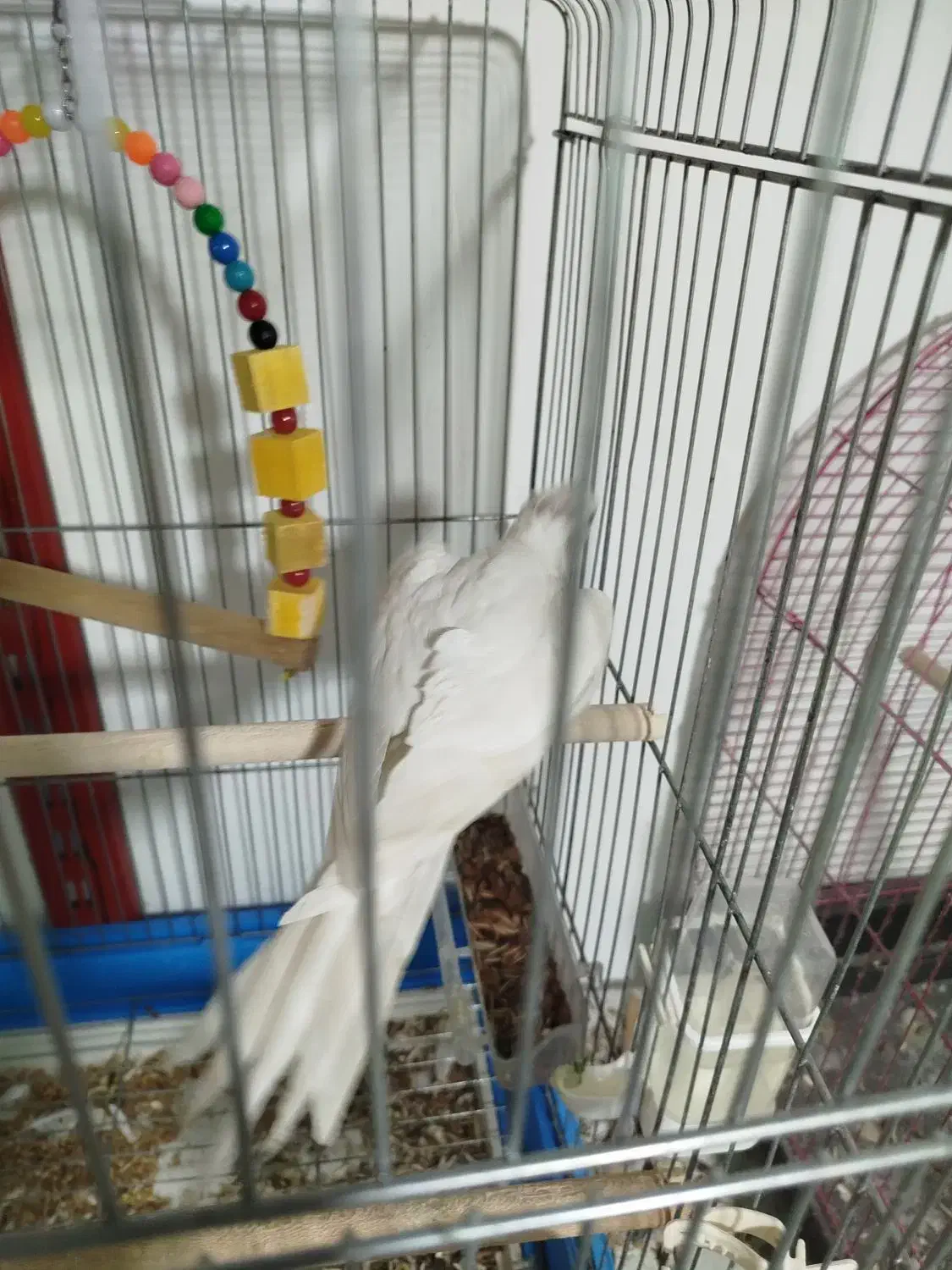 عروس هلندی جفت مولد|پرنده|بندرعباس, |دیوار