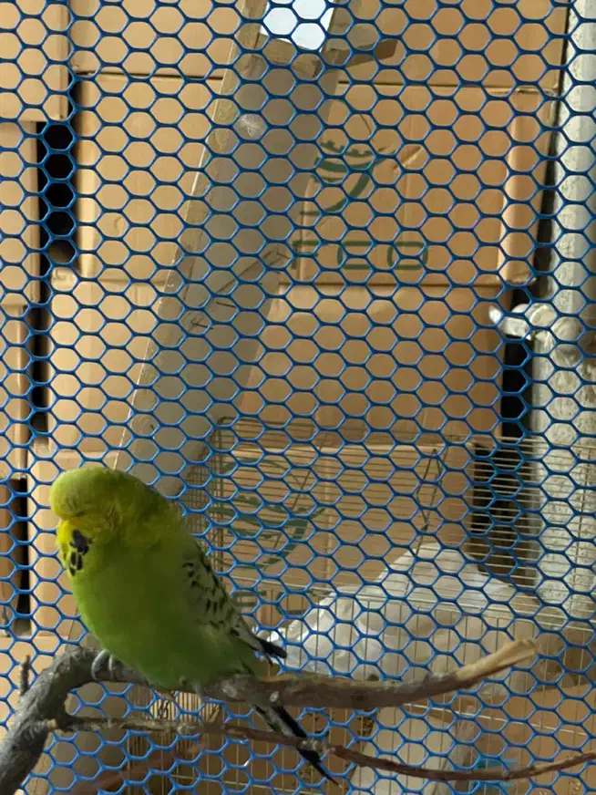 مرغ عشق هلندی|پرنده|ملارد, |دیوار