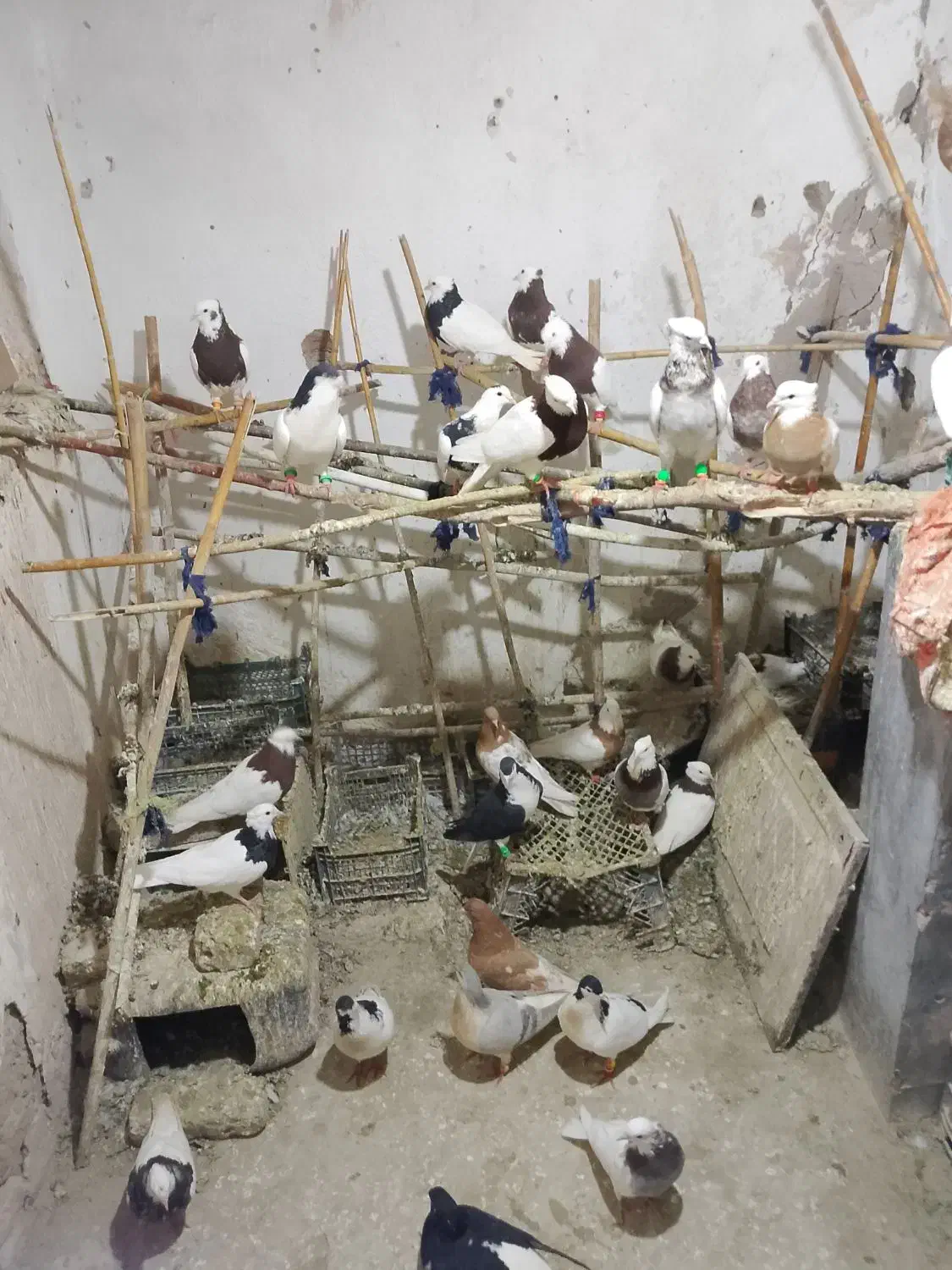 کبوتر طوقی|پرنده|خوشاب, |دیوار