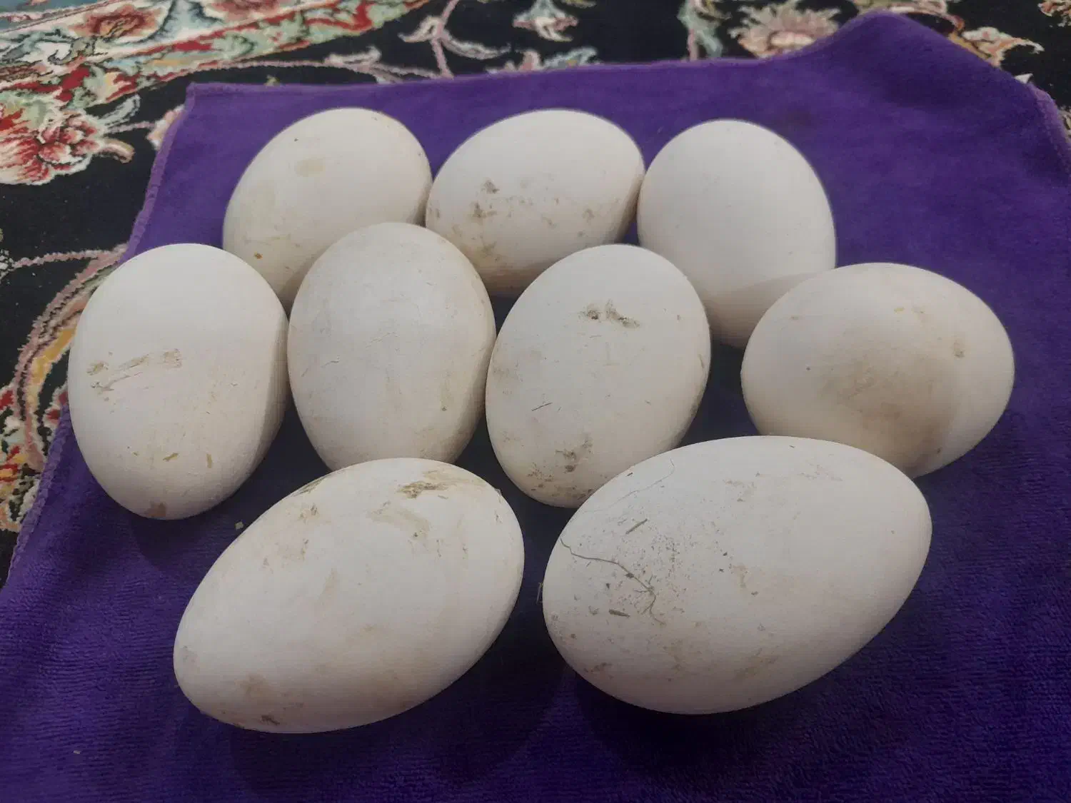 تخم قاز بزرگ|حیوانات مزرعه|اردبیل, |دیوار