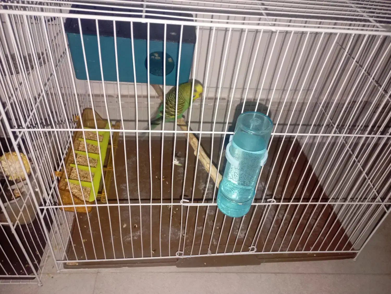 مرغ عشق جفت|پرنده|مشهد, قائم|دیوار