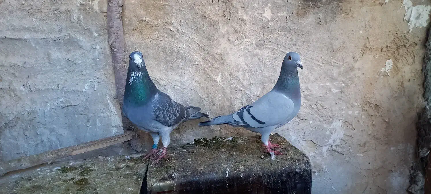 کبوتر پلاکی|پرنده|یزد, |دیوار