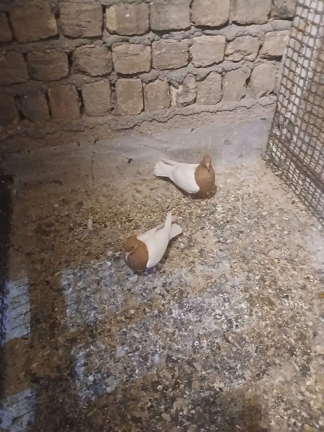 کفتر|پرنده|قم, شهر قائم|دیوار