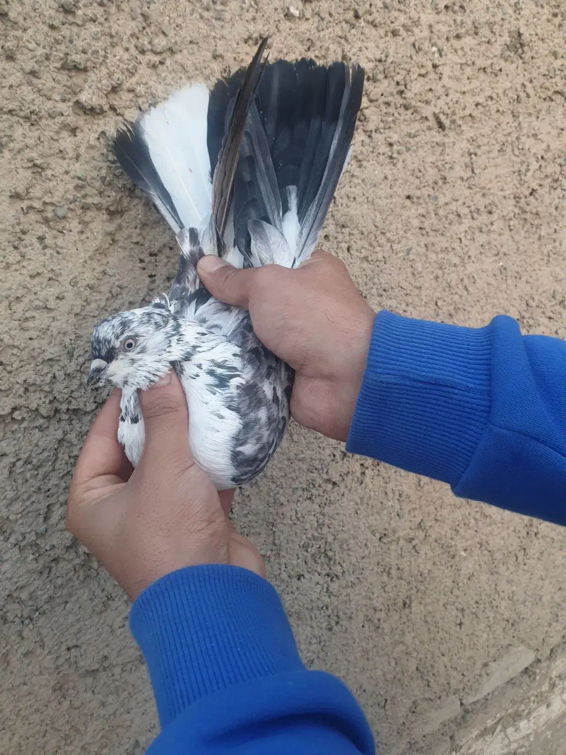 نر دسپر قوچی کاکلی|پرنده|ری, دیلمان|دیوار