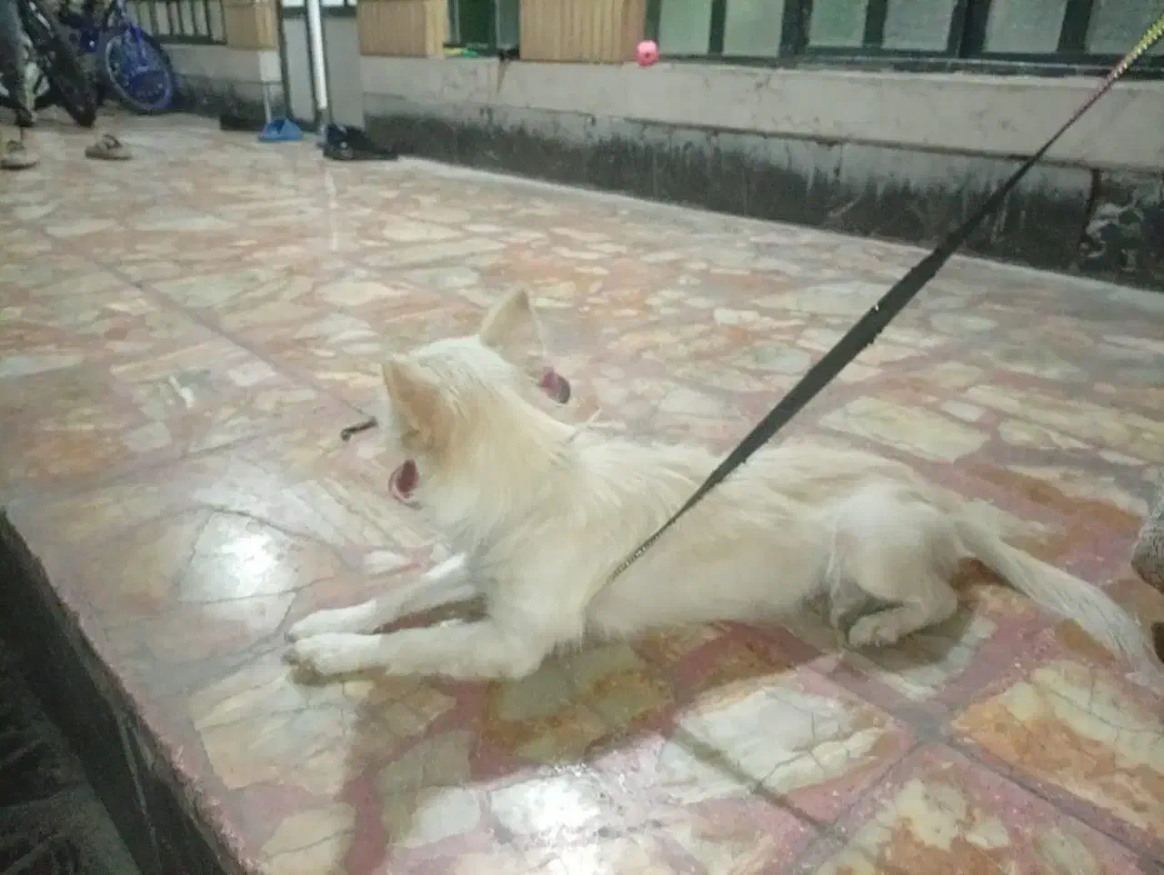 سگ آروم و بی صدا|سگ|شیراز, گلشن|دیوار