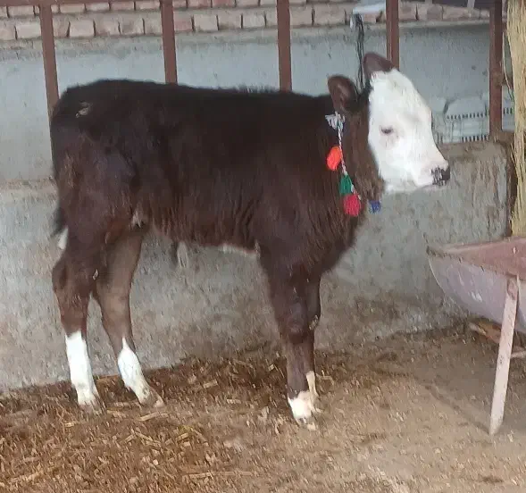 گوساله50روزه نر  سیمینتال|حیوانات مزرعه|کردکوی, |دیوار