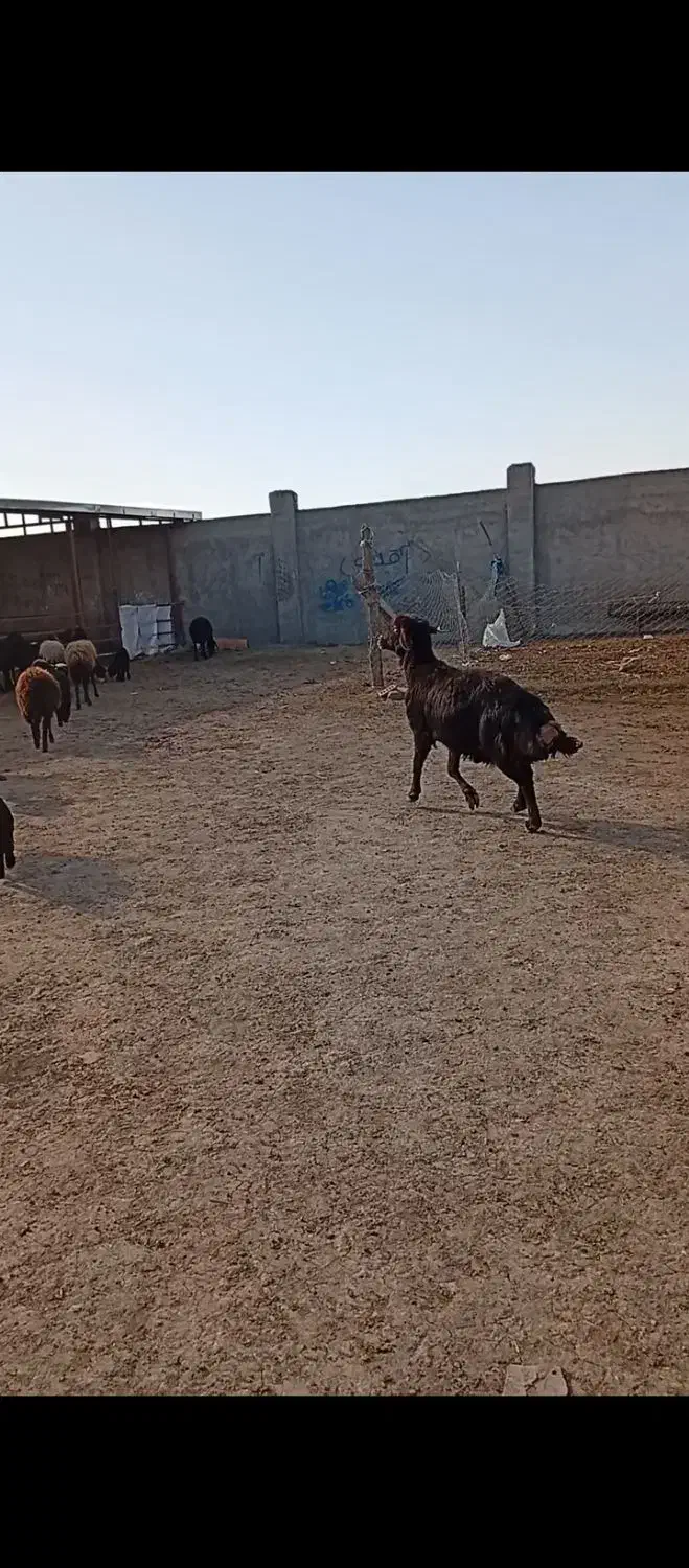 فروش قوچ و میش بره دار و آبستن|حیوانات مزرعه|گنبد کاووس, |دیوار