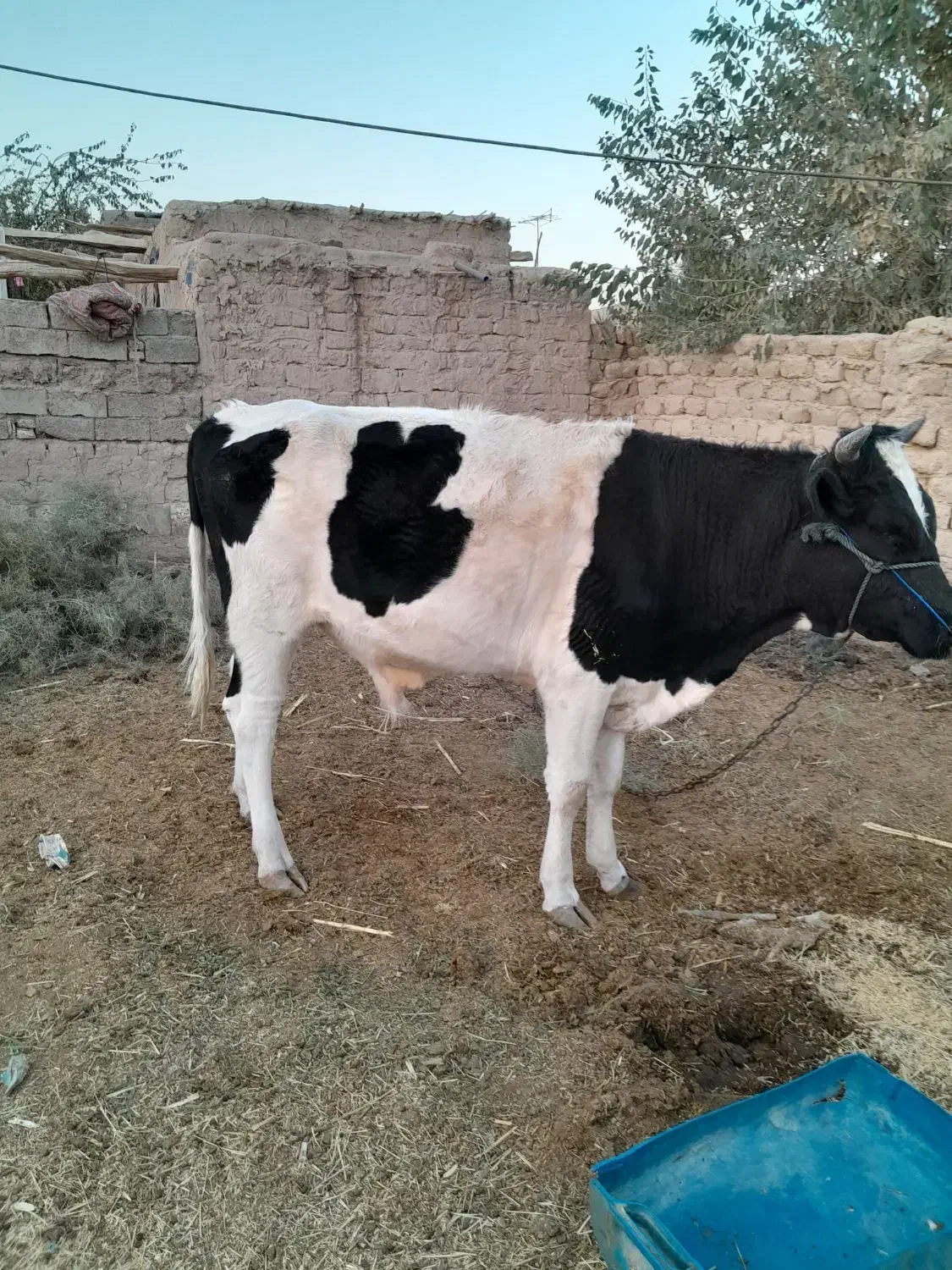 گاونر پلواری|حیوانات مزرعه|لادیز, |دیوار