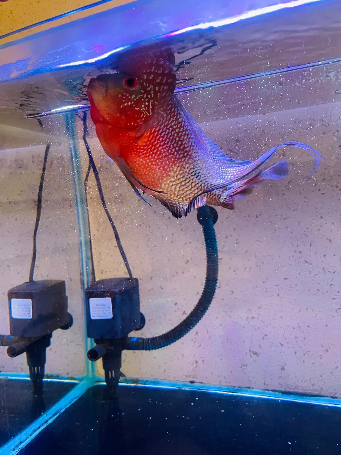 ماهی فلاور|ماهی|شیراز, غدیر جنوبی|دیوار