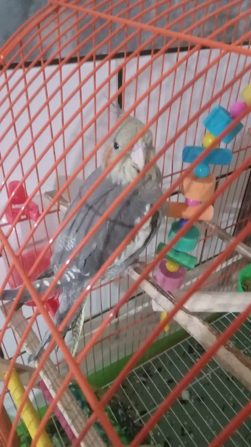 عروس هلندی ۹ماهه نر|پرنده|آزادشهر, |دیوار