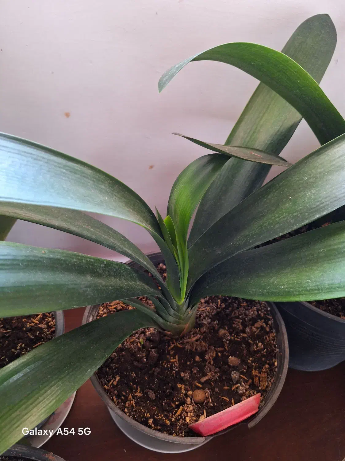 گل خورشیدی|گل و گیاه طبیعی|سنگر, |دیوار