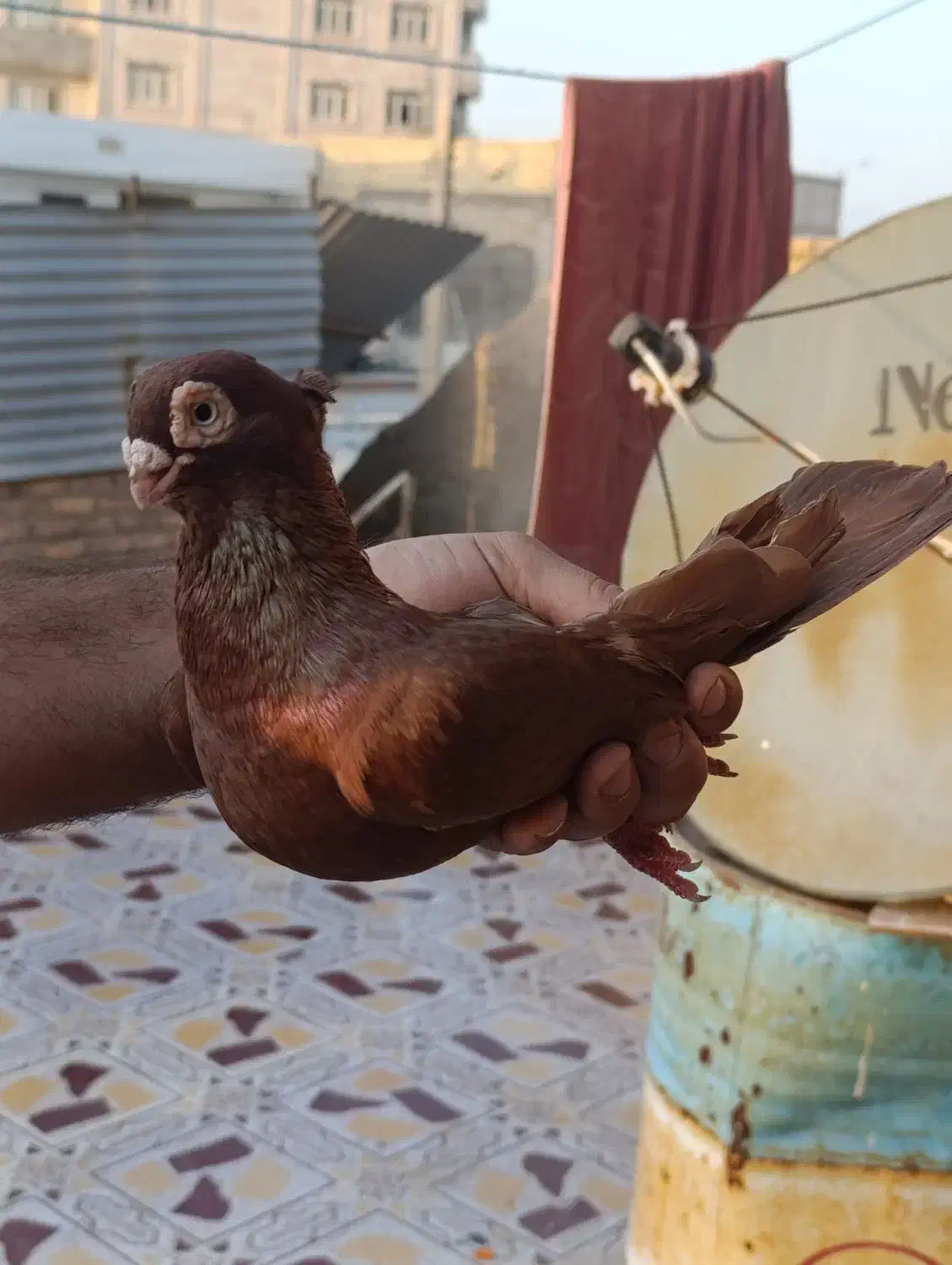 صرب درجه یک|پرنده|خرمشهر, |دیوار