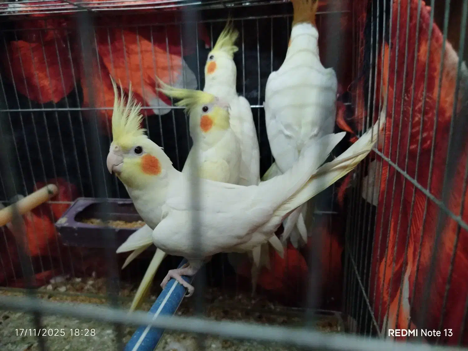 پنج عدد عروس هلندی جوجه آس|پرنده|قرق, |دیوار