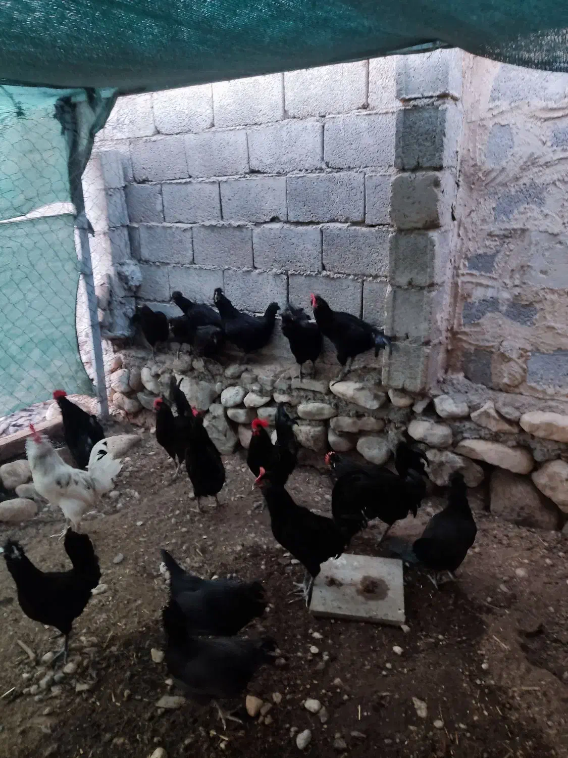 فروش مرغ وخروس محلی اصل|حیوانات مزرعه|خورموج, |دیوار