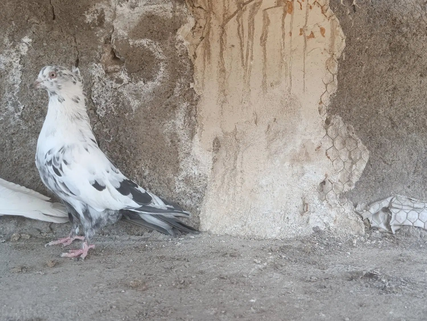 پرنده|پرنده|مشهد, هنرستان|دیوار