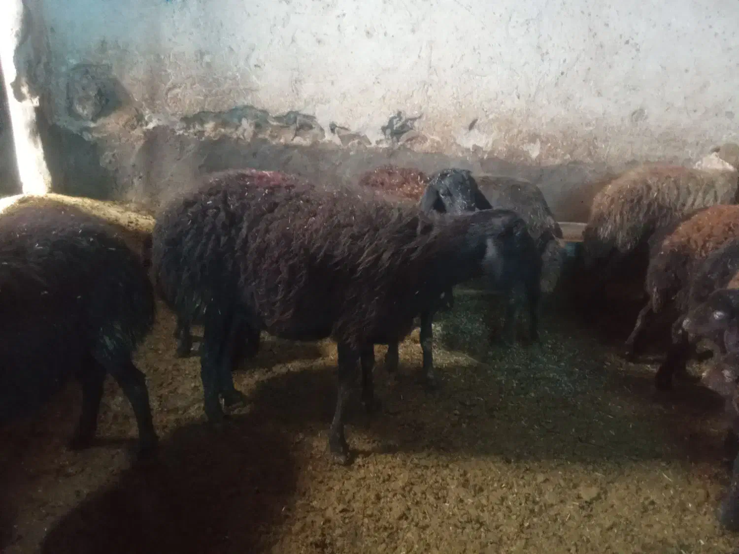 میش قره قزل|حیوانات مزرعه|زنجانرود, |دیوار