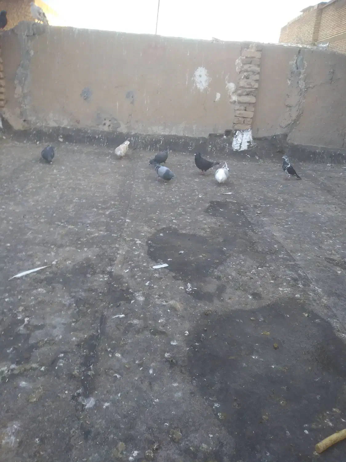 کبوتر برای فروش|پرنده|سوسنگرد, |دیوار