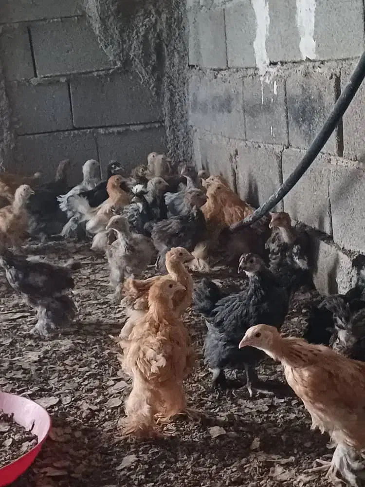جوجه سلطان برهما لهستانی پلند گلین کوشین|حیوانات مزرعه|شیراز, رکن‌آباد|دیوار
