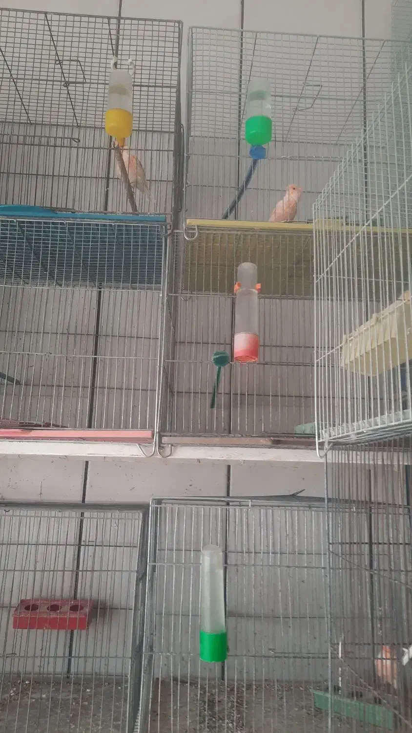 قناری نر ماده عروس هلندی فنج مرغ عشق|پرنده|نجفآباد, صالح آباد|دیوار