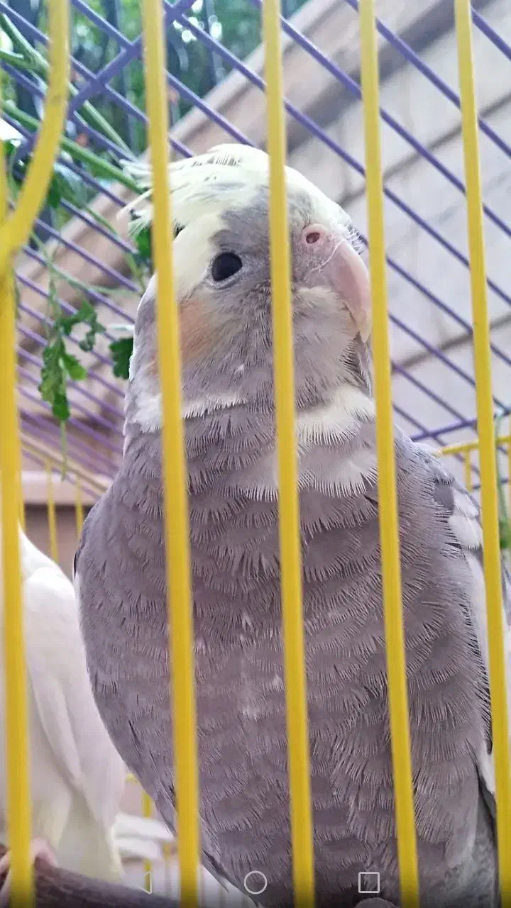 عروس هلندی خاکستری با تاج زرد رنگ گمشده|حیوانات|شیراز, شهرک ترکان|دیوار